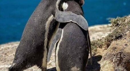 Habla la fiscal de la causa de Punta Tombo y la Pingüinera