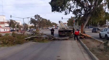 Grabes daños sufridos luego del temporal de viento en Comodoro Rivadavia