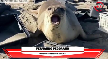 Fernando Pegorano – «La mayoria de los residuos pertenecen a la flota pesquera nacional»